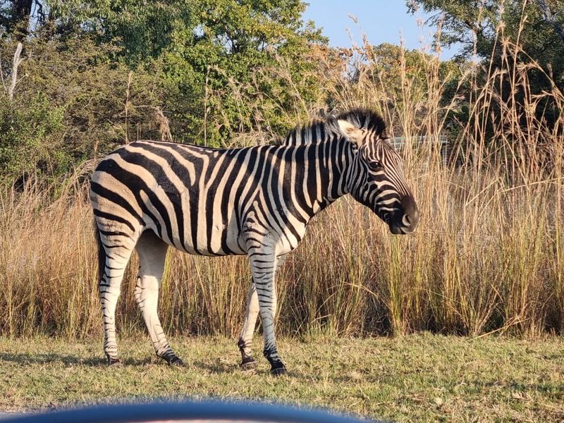 A photograph of a zebra standing in a grassy field, representing the natural landscape of the vacant land property.