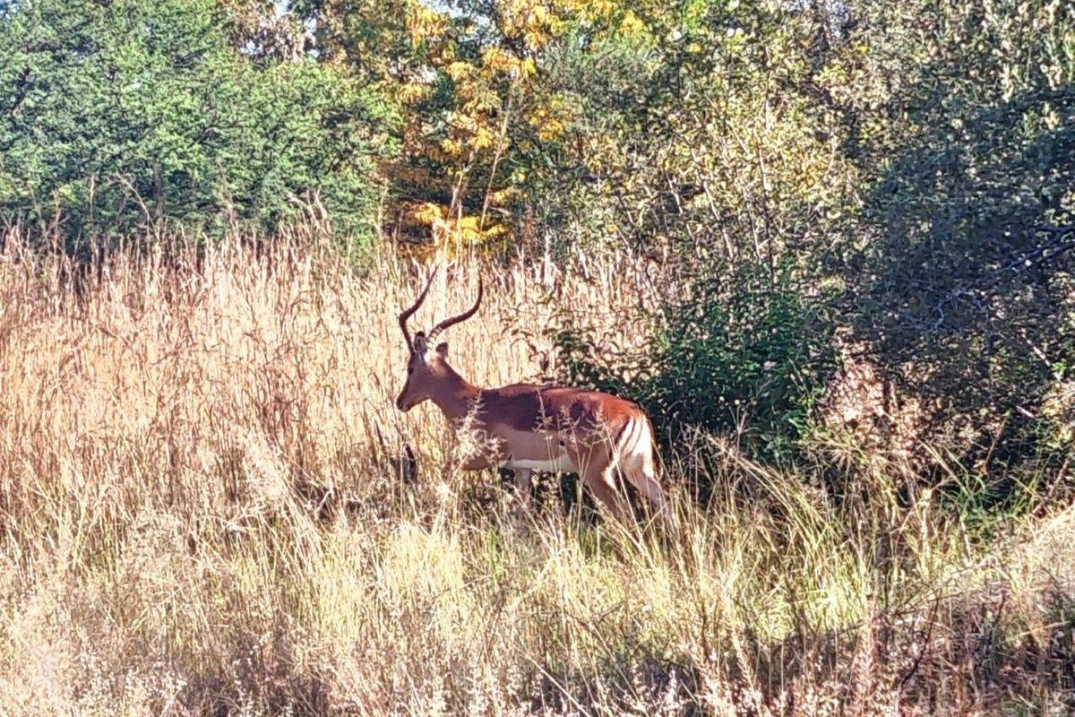 A natural, undeveloped residential land plot featuring native vegetation and local wildlife, showcasing the property's natural landscape and environmental character.