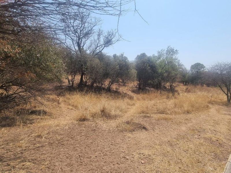A view of a vacant residential plot featuring natural vegetation, indigenous trees, and a paved curb along the street frontage.