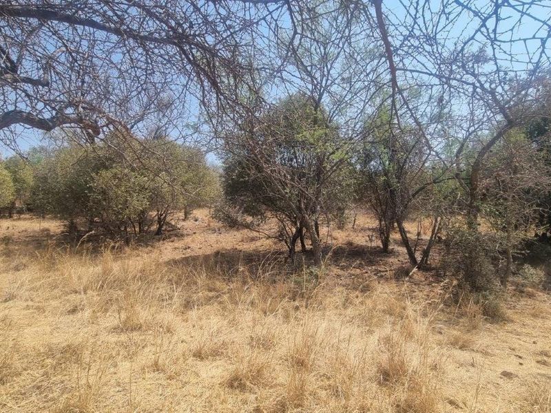 A view of the natural, undeveloped residential land featuring established indigenous trees and dry grass cover.