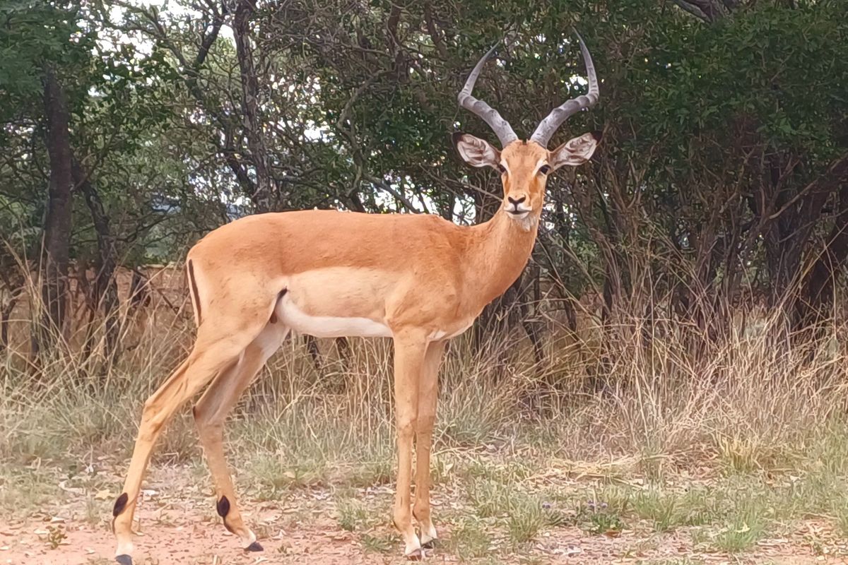 A view of local wildlife on the vacant residential land.
