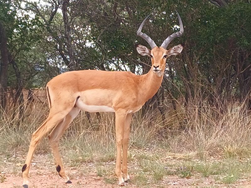A view of local wildlife on the vacant residential land.