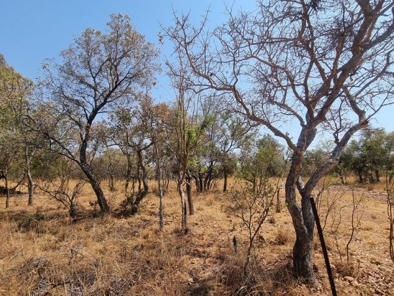 A view of the vacant residential land featuring natural vegetation and mature trees.