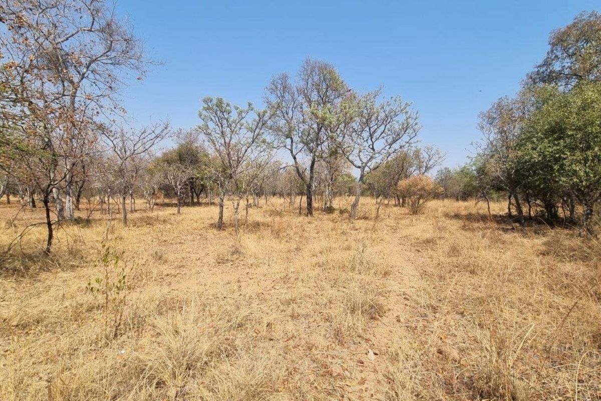 A view of a vacant residential plot featuring natural dry grassland and scattered native trees under a clear blue sky.