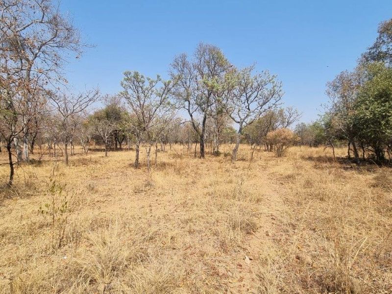 A view of a vacant residential plot featuring natural dry grassland and scattered native trees under a clear blue sky.