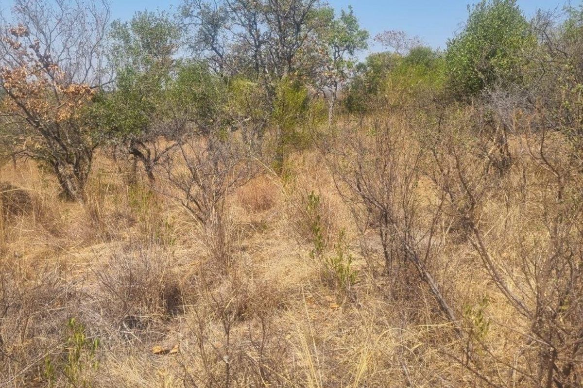 A view of the undeveloped residential land featuring natural dry grass and indigenous trees.