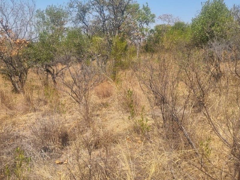 A view of the undeveloped residential land featuring natural dry grass and indigenous trees.