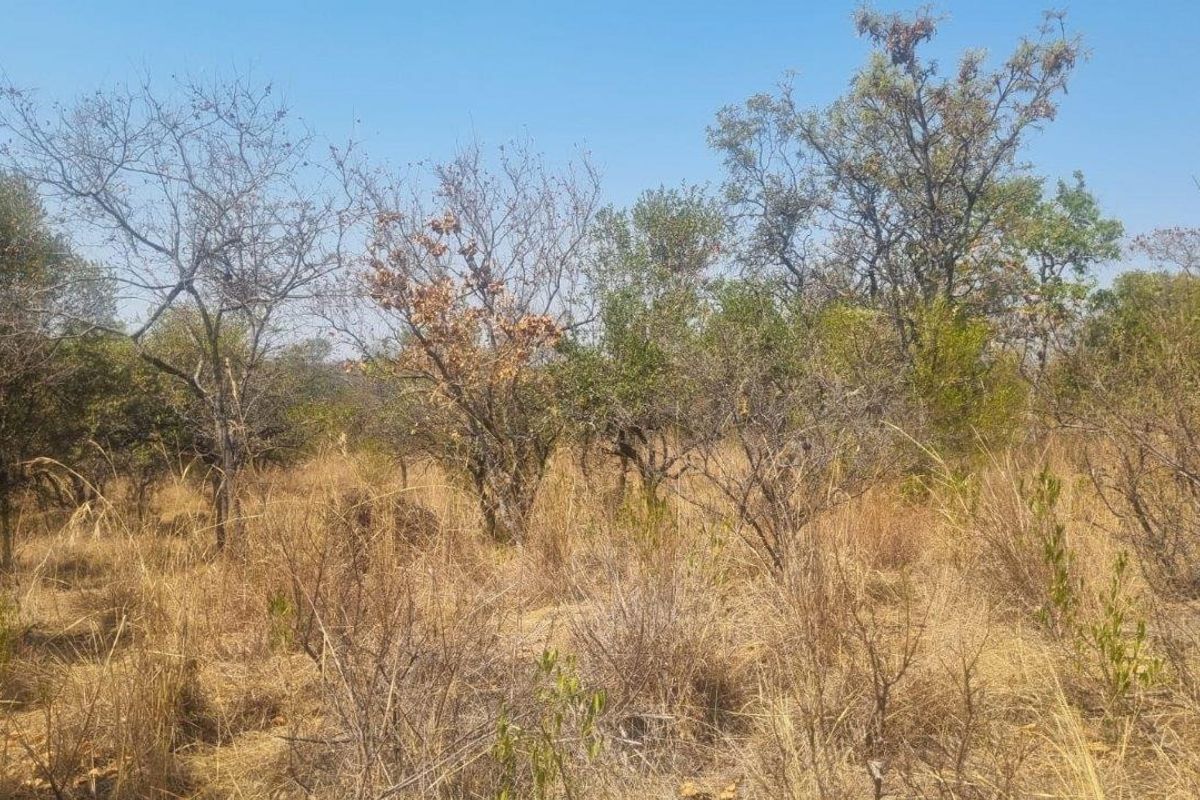 A view of the vacant residential land featuring natural indigenous vegetation and mature trees across the plot.