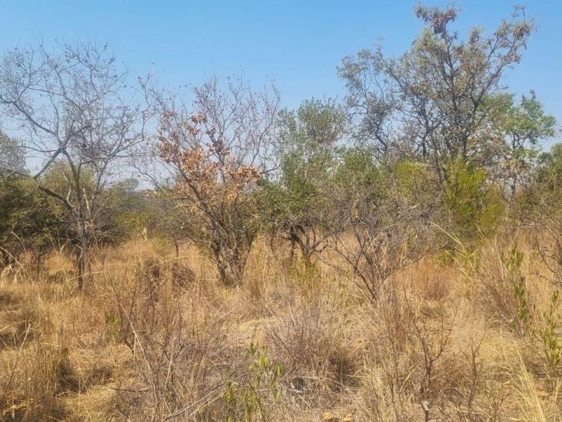 A view of the vacant residential land featuring natural indigenous vegetation and mature trees across the plot.