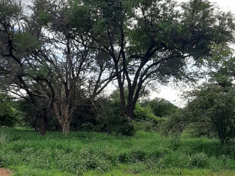 A view of the natural farm landscape featuring mature trees and lush green grassland.
