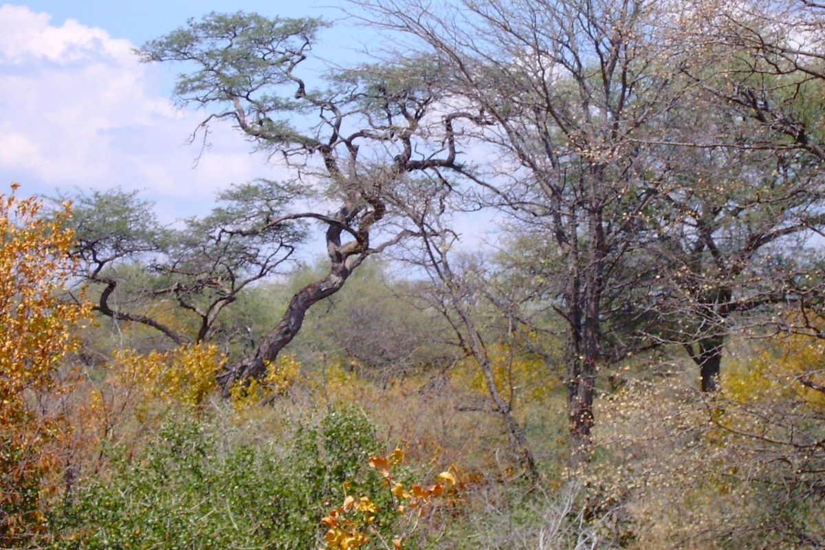 A scenic view of the natural landscape featuring native trees and shrubs typical of the farm property.