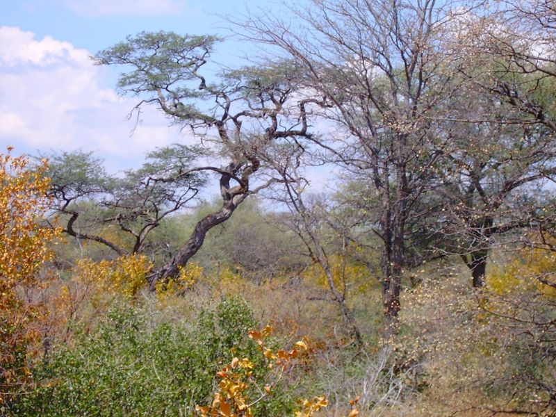 A scenic view of the natural landscape featuring native trees and shrubs typical of the farm property.