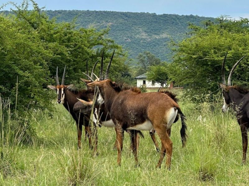 A view of the natural landscape and grassland on the vacant residential property, featuring indigenous vegetation and wildlife.
