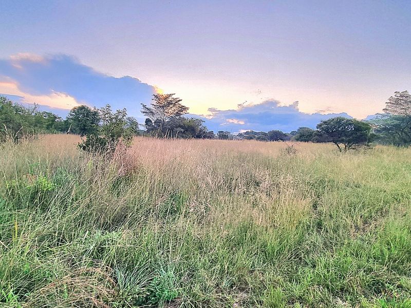 A view of a vacant residential plot featuring natural grass and mature trees under a sunset sky.
