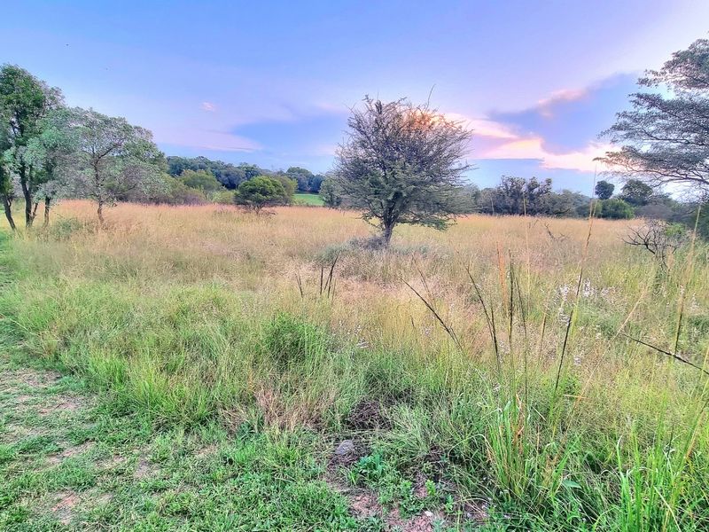 A view of a vacant residential plot featuring natural grassland and mature trees under a sunset sky.