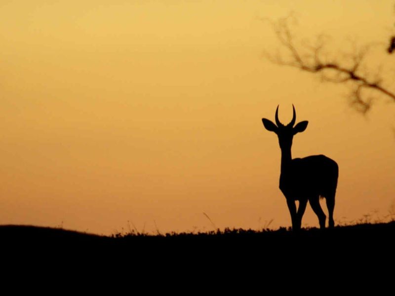 A silhouette of a deer against a sunset sky on a vacant residential property.