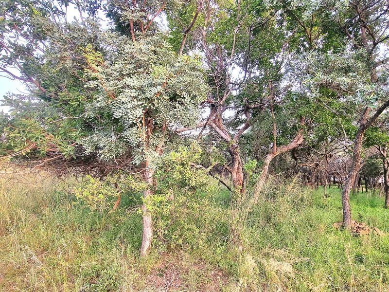 A view of the vacant residential land featuring established trees and natural vegetation, offering a private and serene setting for future development.