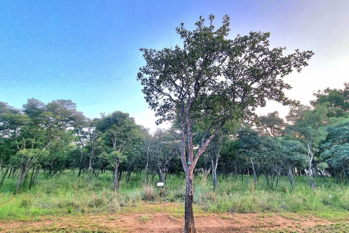 A scenic view of a vacant residential plot featuring mature trees and natural indigenous vegetation.
