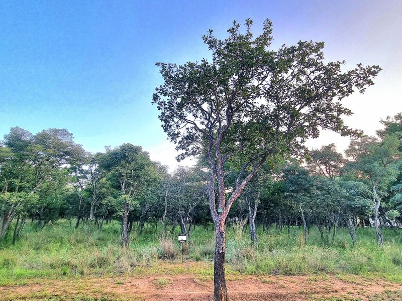 A scenic view of a vacant residential plot featuring mature trees and natural indigenous vegetation.