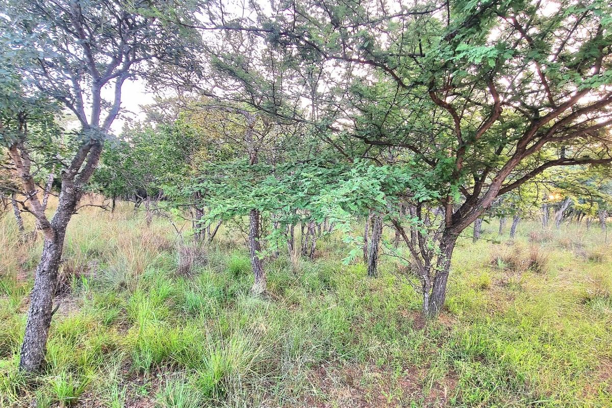 A view of the vacant residential land featuring established native trees and natural grass cover.