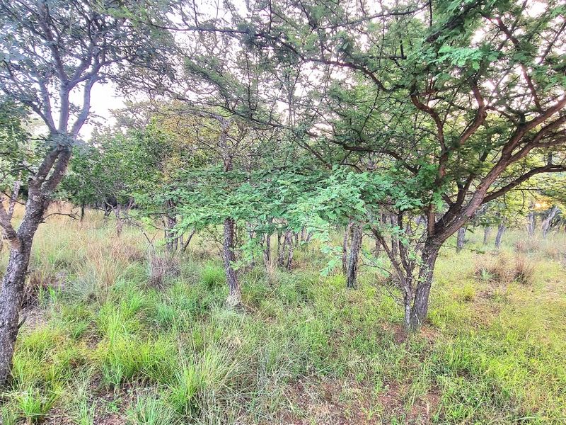A view of the vacant residential land featuring established native trees and natural grass cover.