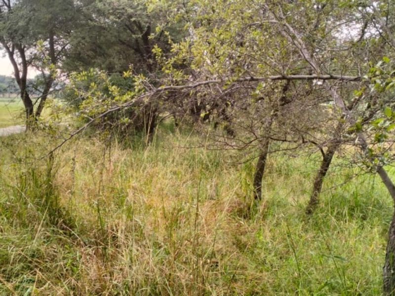 A view of a vacant residential plot featuring natural grassland and mature trees, offering a peaceful and undeveloped landscape.