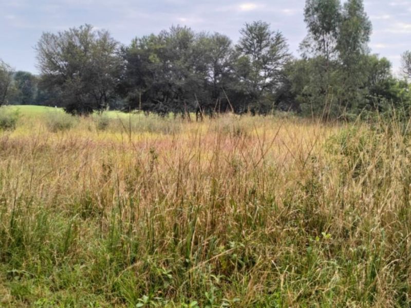 A view of a vacant residential plot featuring natural tall grass and mature trees, offering a peaceful and undeveloped landscape.