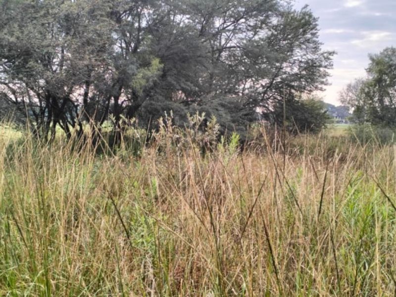 A view of the vacant residential land featuring mature trees and natural wild grass coverage.