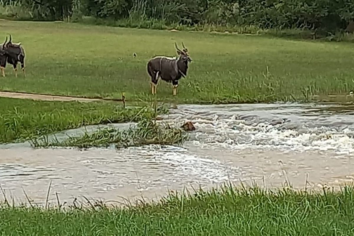 A view of a natural grassy area featuring a flowing water stream and local wildlife on the vacant residential land.
