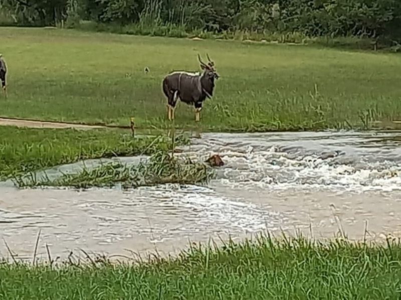 A view of a natural grassy area featuring a flowing water stream and local wildlife on the vacant residential land.