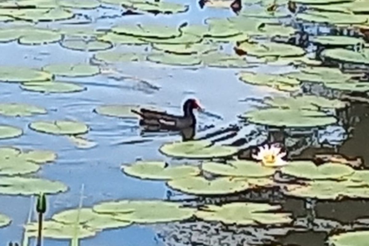 A view of a natural pond featuring water lilies and local birdlife, highlighting the tranquil landscape setting of the property.