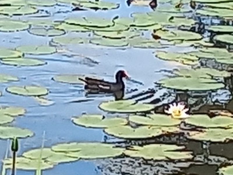 A view of a natural pond featuring water lilies and local birdlife, highlighting the tranquil landscape setting of the property.