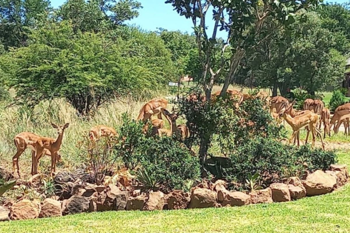 A well-maintained garden area featuring natural rock landscaping and mature trees, providing a scenic outdoor space.