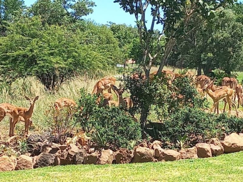 A well-maintained garden area featuring natural rock landscaping and mature trees, providing a scenic outdoor space.