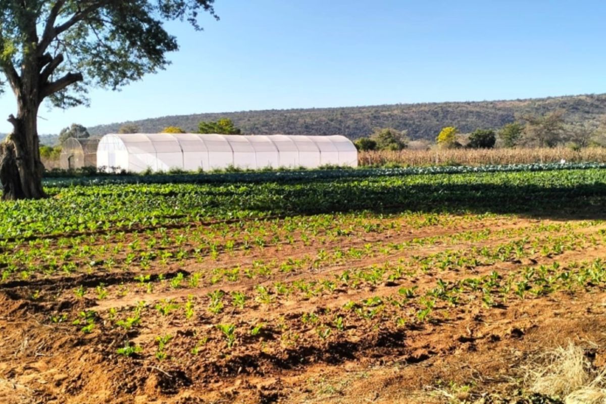 A view of a cultivated farm field featuring rows of crops and a large greenhouse structure set against a natural landscape.