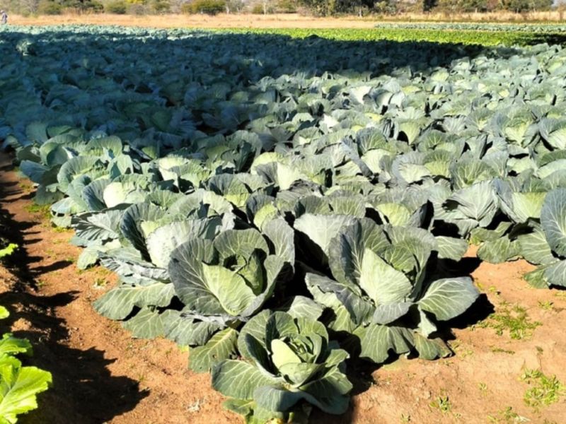 A well-maintained agricultural field featuring rows of healthy cabbage crops, demonstrating productive land use on the farm property.