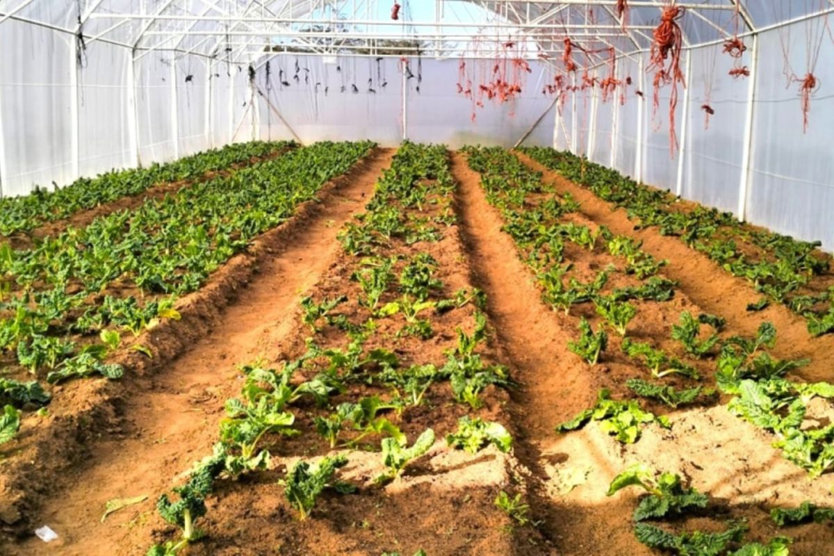 A functional poly-tunnel greenhouse structure featuring organized planting rows and integrated irrigation systems, suitable for commercial or private agricultural use.