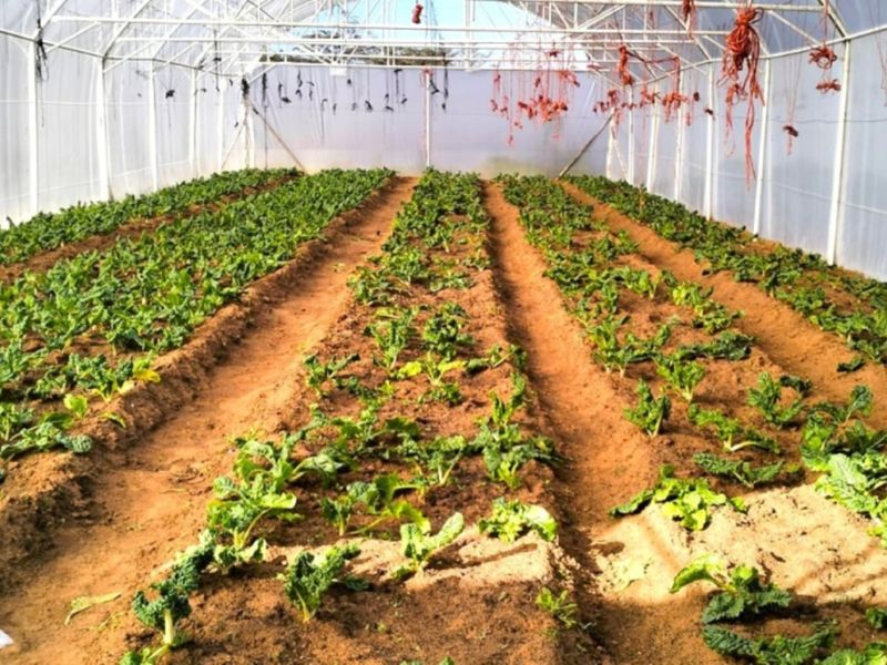 A functional poly-tunnel greenhouse structure featuring organized planting rows and integrated irrigation systems, suitable for commercial or private agricultural use.
