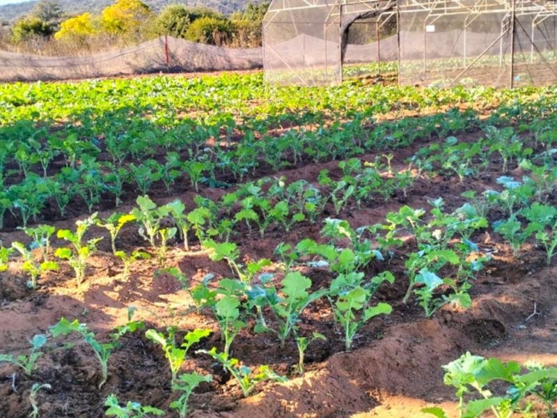 A cultivated farm garden featuring rows of young crops, an irrigation sprinkler system, and protective shade netting structures.