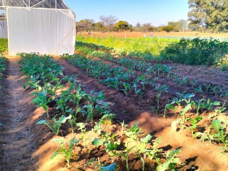A productive farm garden featuring rows of young vegetable crops and a large greenhouse structure for controlled agricultural cultivation.