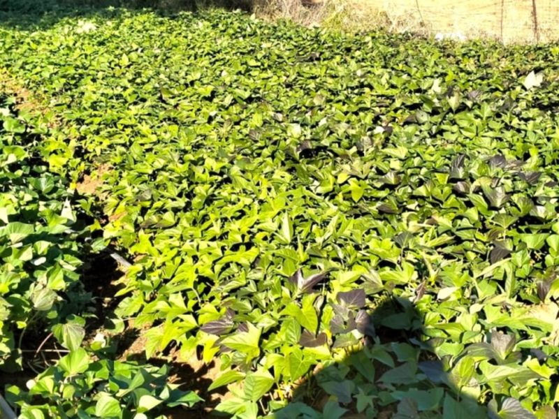 A cultivated agricultural plot featuring dense green crop growth and integrated irrigation infrastructure on the farm property.