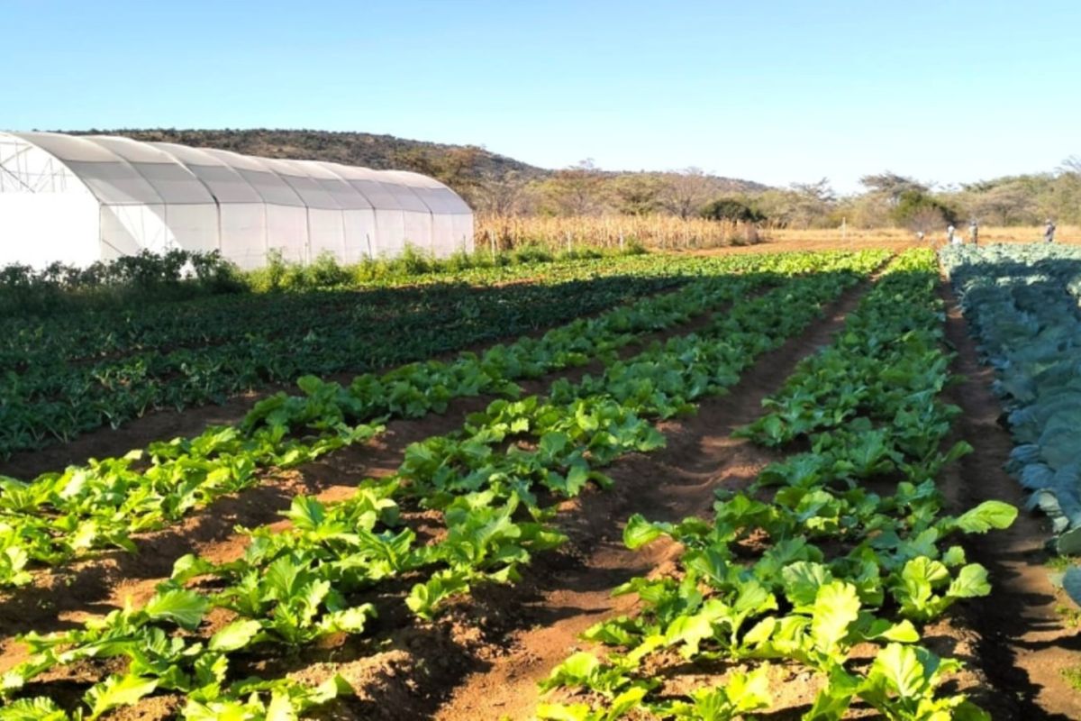 A well-maintained farm garden featuring organized rows of vegetable crops and a large greenhouse structure under a clear sky.