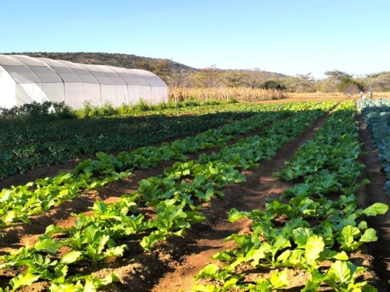 A well-maintained farm garden featuring organized rows of vegetable crops and a large greenhouse structure under a clear sky.