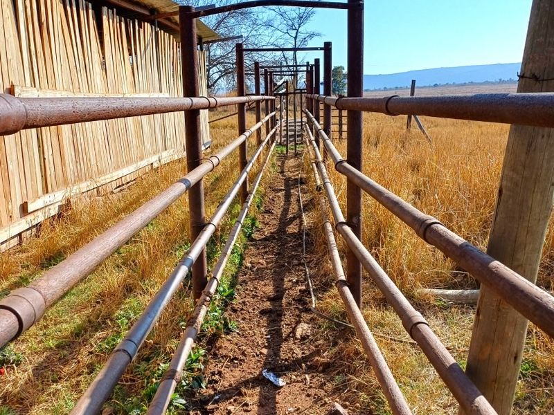 A functional farm cattle crush and handling race adjacent to a corrugated iron shed structure on the property.