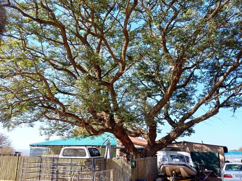 A view of the rear exterior area of the farm property featuring a large mature tree, metal fencing, and corrugated roof structures.