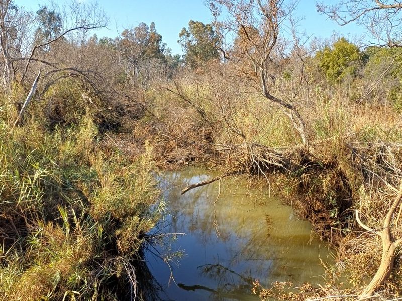 A natural stream flowing through the farm property, surrounded by native riparian vegetation and trees.