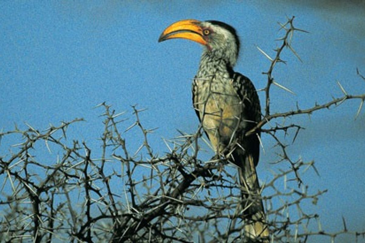 A photograph of a bird perched on a thorny branch, not depicting any residential property features or infrastructure.
