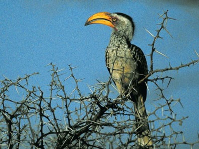 A photograph of a bird perched on a thorny branch, not depicting any residential property features or infrastructure.