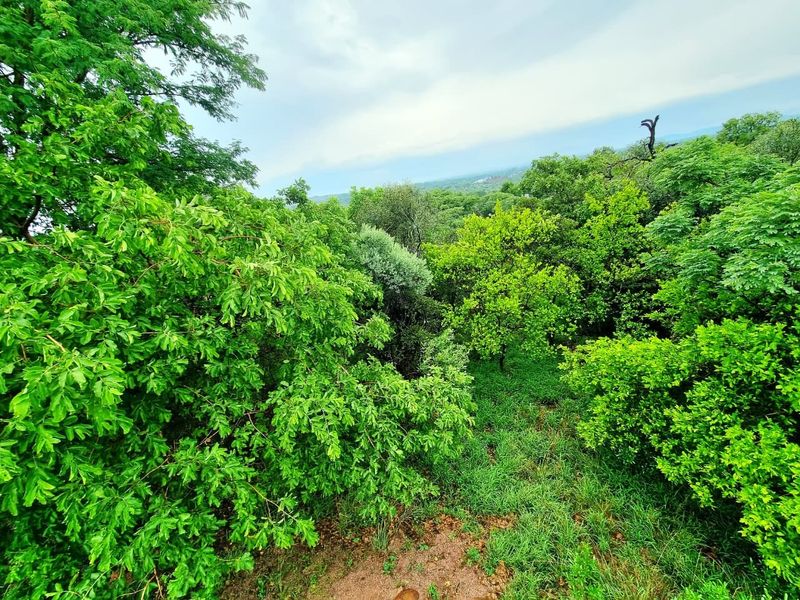 A scenic view of the lush, green natural landscape and mature trees on the vacant residential property.
