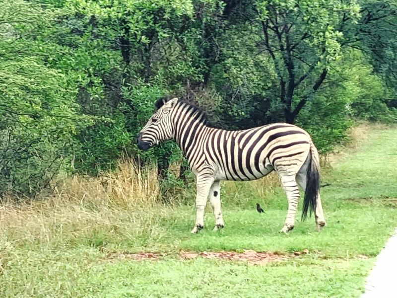 A view of natural vegetation and wildlife on the residential land.